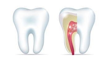 Diagram of a tooth